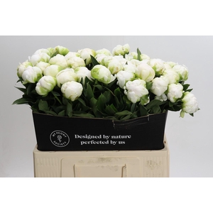 Paeonia Madame Claude Tain