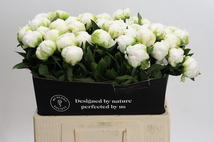 <h4>Paeonia Madame Claude Tain</h4>