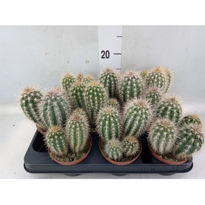 Pachycereus pringlei