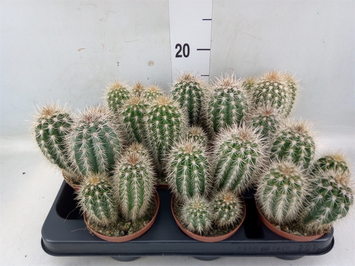 <h4>Pachycereus pringlei</h4>