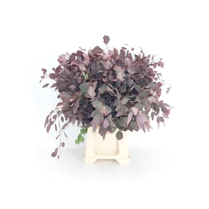 Euca Populus Rood Abs