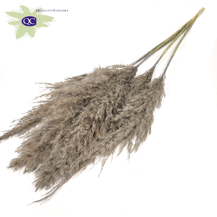 <h4>Pampas Grass 100cm 5stems per bunch Frosted Grey</h4>