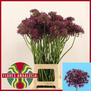 ALLIUM  MIAMI ARTISTIEK