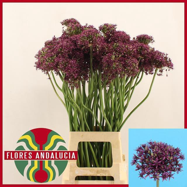 <h4>ALLIUM MIAMI</h4>