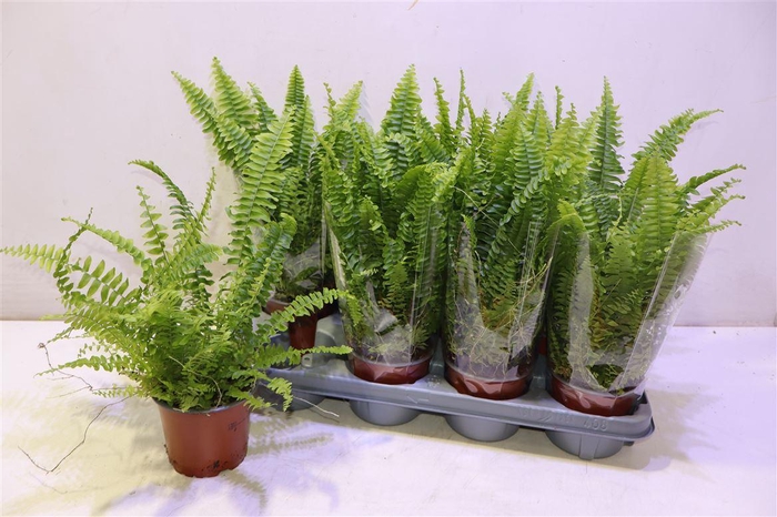 <h4>Nephr Ex Green Lady</h4>