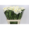 Chrysanthemum Gp Rossano
