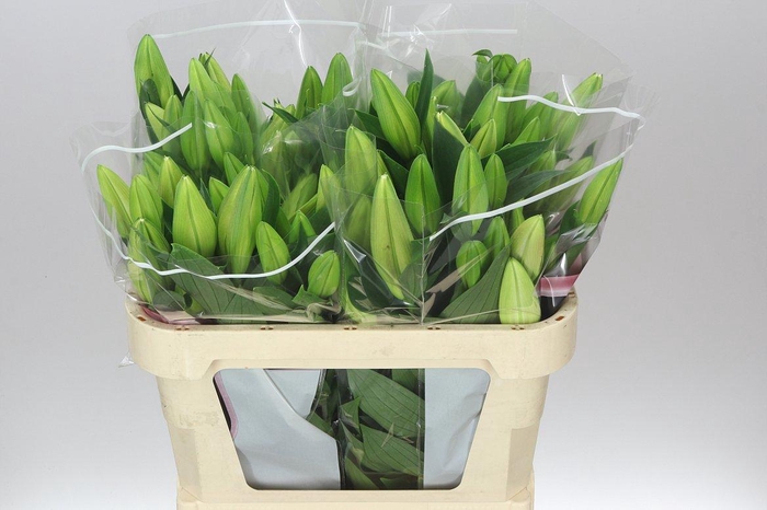 <h4>Lil Or Marlon</h4>