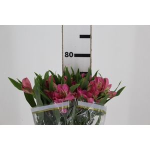ALSTROEMERIA TOURMALINE 080 CM ROSA