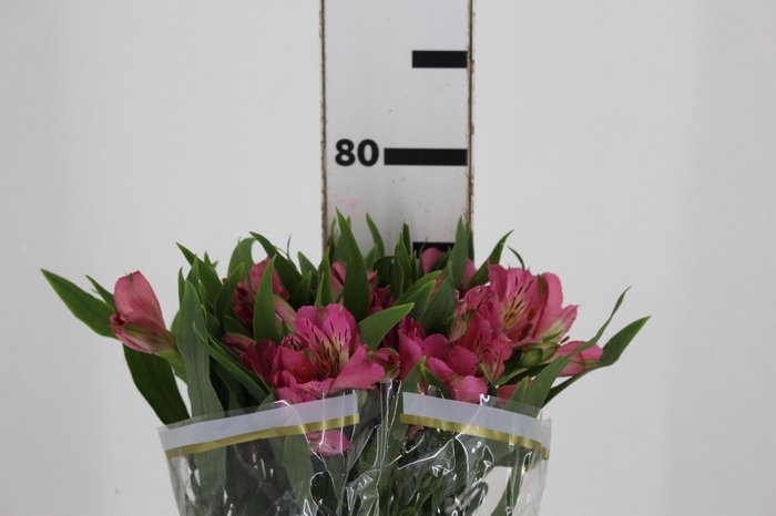<h4>ALSTROEMERIA TOURMALINE 080 CM ROSA</h4>