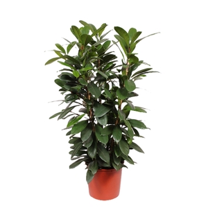 Ficus cyathistipula