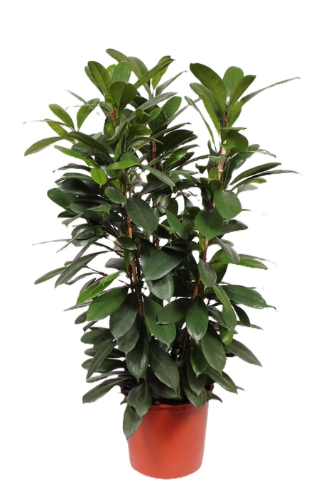 <h4>Ficus cyathistipula</h4>