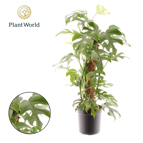 <h4>Monstera Minima mosstok</h4>