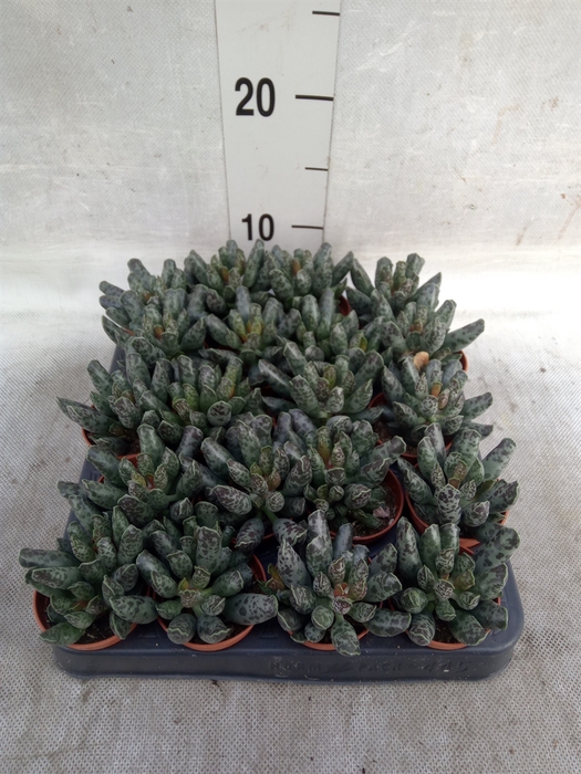 <h4>Adromischus maculatus</h4>