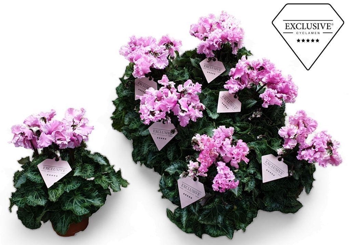 <h4>Cyclamen Exclusive® Merengue Roze</h4>