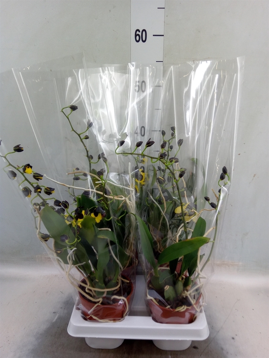 <h4>Orchideeen   ...</h4>