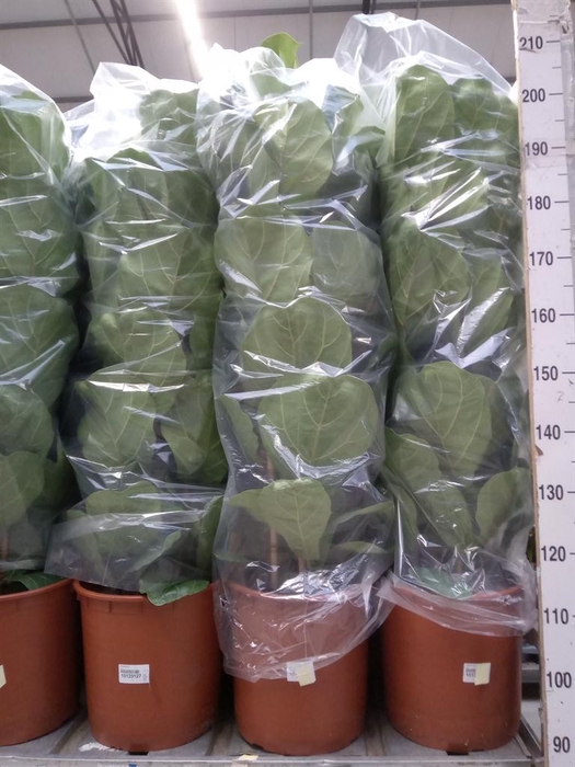 <h4>Ficus lyrata</h4>