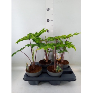 Alocasia   ...
