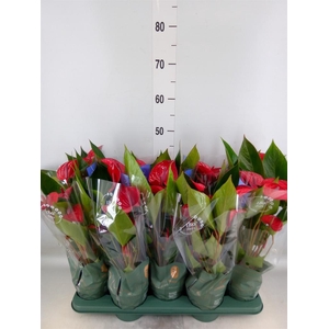 Anthurium andr. 'Picanta Red'