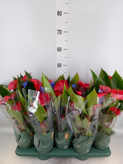 <h4>Anthurium andr. 'Picanta Red'</h4>