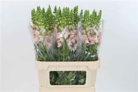 <h4>Antir Avignon Pink</h4>