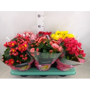 Begonia elat. DU   ...mix