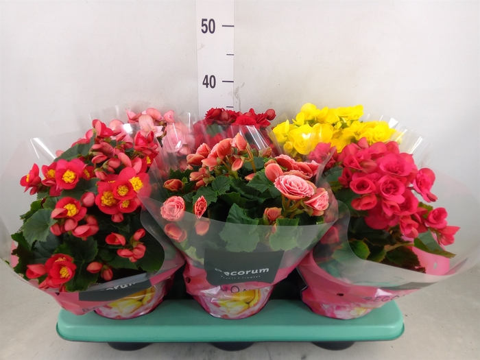 <h4>Begonia elat. DU   ...mix</h4>