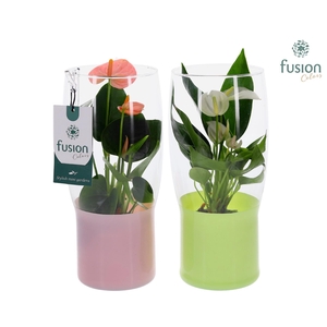 Green Bottle Tulp vaas klein met Anthurium