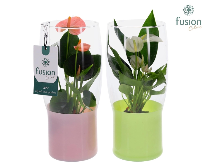 <h4>Green Bottle Tulp vaas klein met Anthurium</h4>