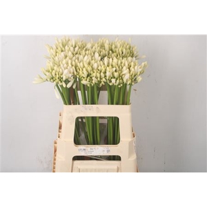 Agapanthus Gletsjer White