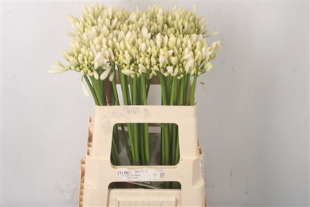 <h4>Agapanthus Gletsjer White</h4>