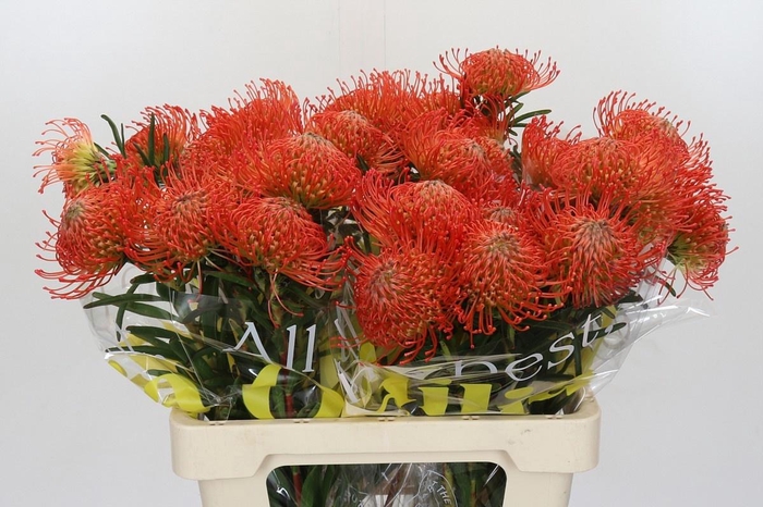 <h4>LEUCO CO SUCCESSION</h4>