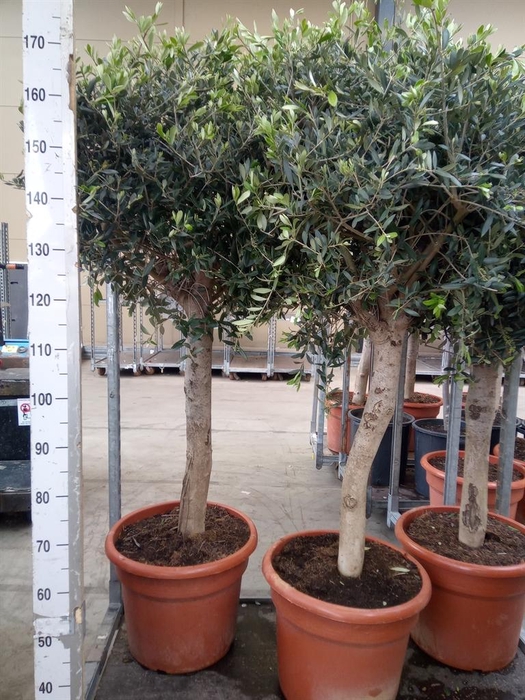 <h4>Olea europaea</h4>