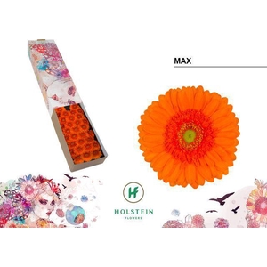 Germini Max Doos