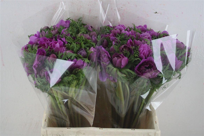 <h4>Anem Levante Orchid</h4>