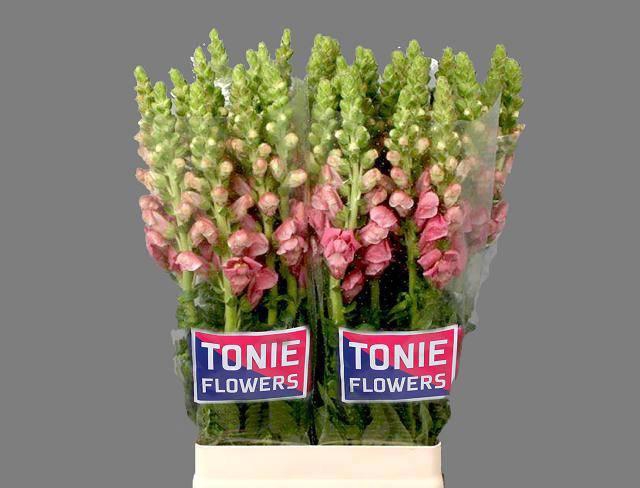 <h4>Antir Maryland Pink</h4>