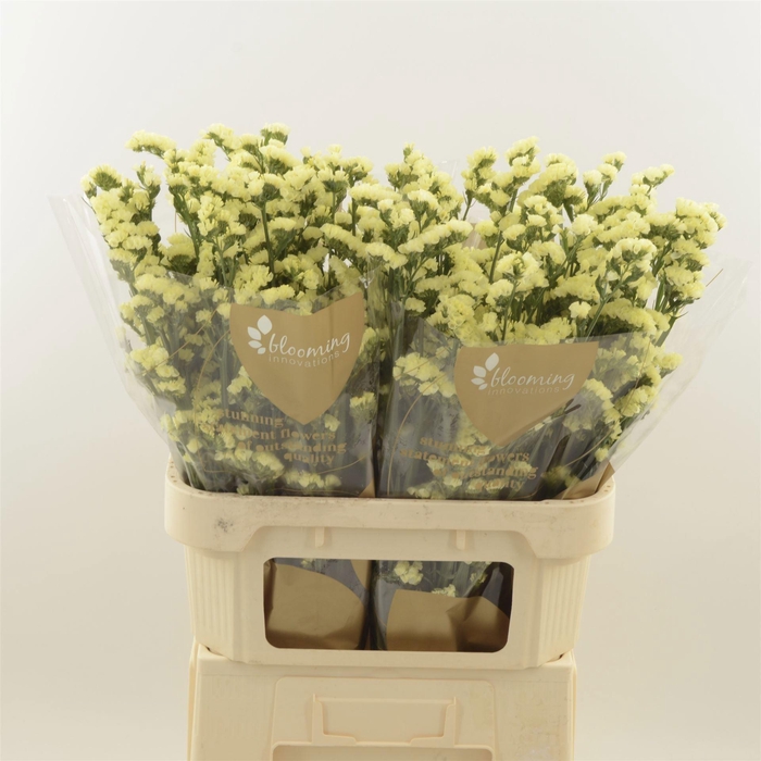 <h4>LIM S GLOSSY WINGS</h4>