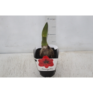 AMARYLLIS P14