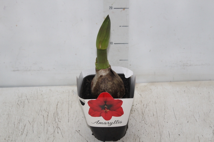 <h4>AMARYLLIS P14</h4>