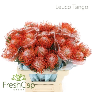 Leuco Tango