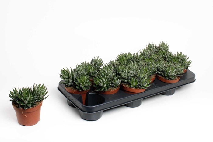 <h4>Haworthia Zebrina</h4>