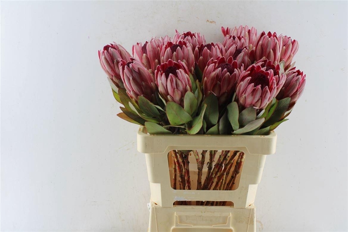 <h4>PROTEA SHARONET</h4>