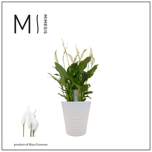 Mimesis Spathiphyllum Bellini - 13 cm in Wave keramiek - Basic