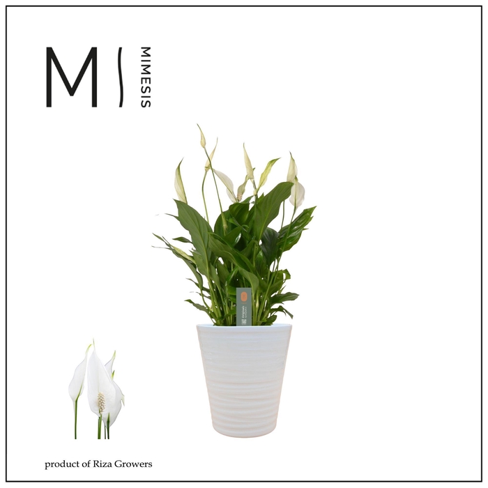 <h4>Mimesis Spathiphyllum Bellini - 13 cm in Wave keramiek - Basic</h4>