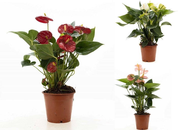 <h4>Anthurium mix P&PURE Collection</h4>