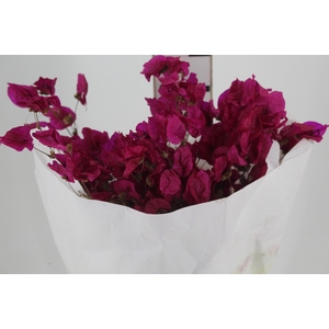 FLOR DE PRIMAVERA DESIDRATADA FUCSIA