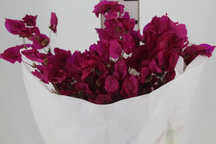 <h4>FLOR DE PRIMAVERA DESIDRATADA FUCSIA</h4>