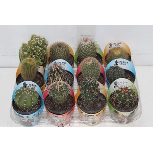 CACTUS RAIZ PROPRIA P09