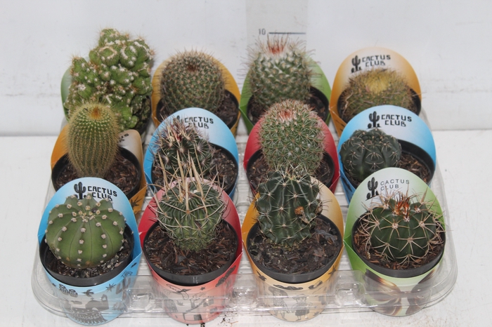 <h4>CACTUS RAIZ PROPRIA P09</h4>