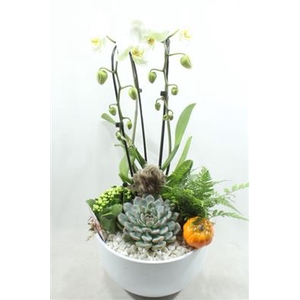 1066 Cascade WHITE