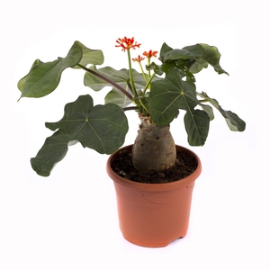 JATROPHA PODAGRICA P14